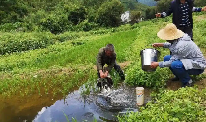 1762138169343893.jpg 稻田養魚.jpg