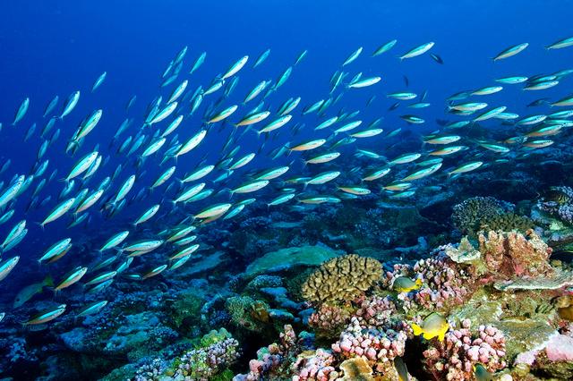 1775097335374939.jpg 海洋生態(tài)系統(tǒng).jpg